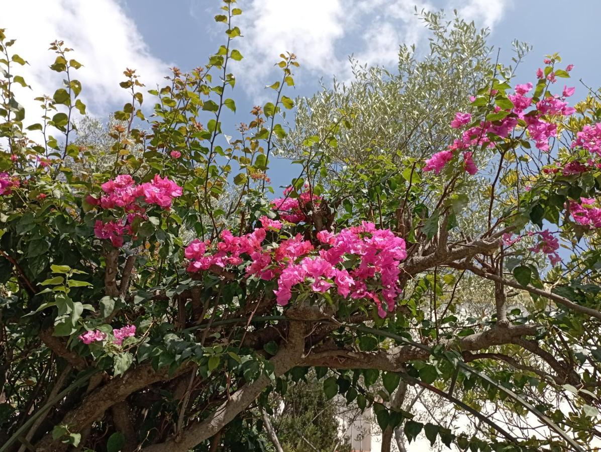 Domus Garden Bed & Breakfast Olbia Exterior photo